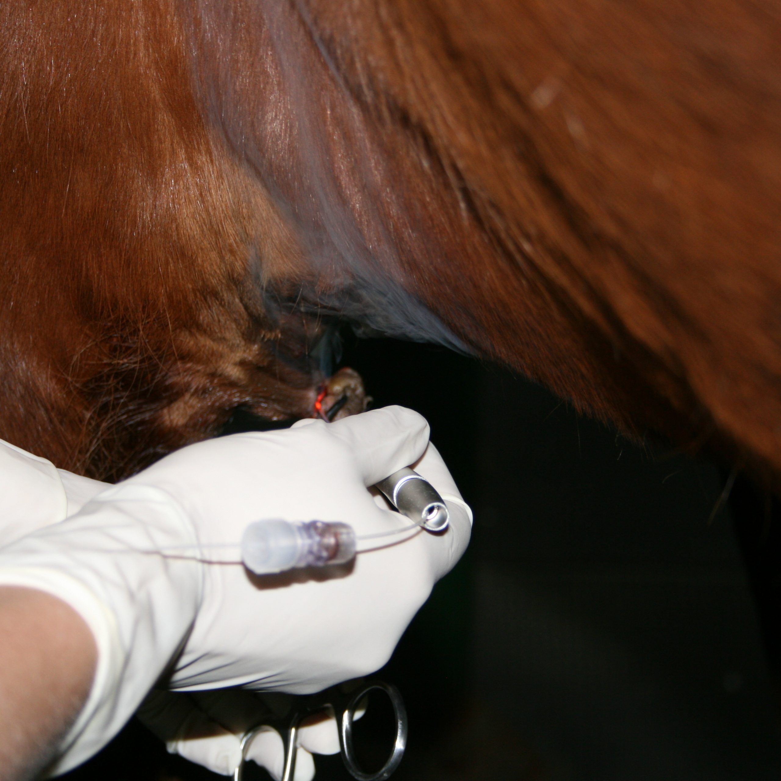 Nantwich Equine Vets