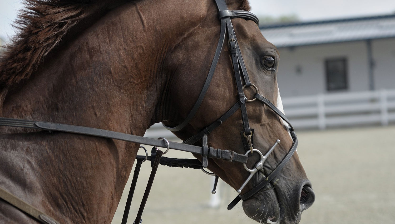 Nantwich Equine Vets