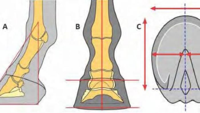 6 things you didn&rsquo;t know about your horses feet.