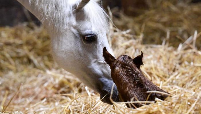 Foaling
